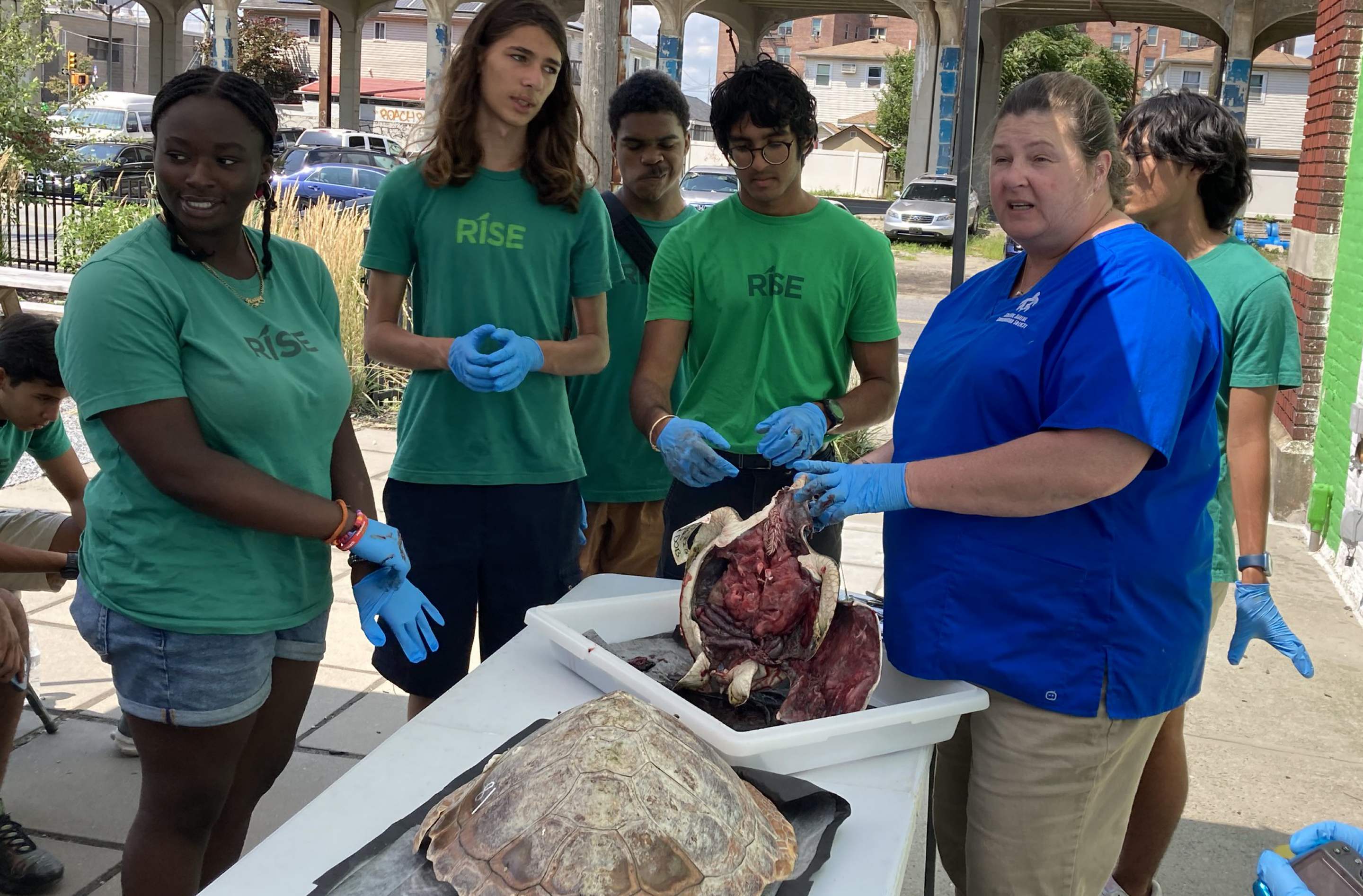AMSEAS Necropsy Volunteer Training preview