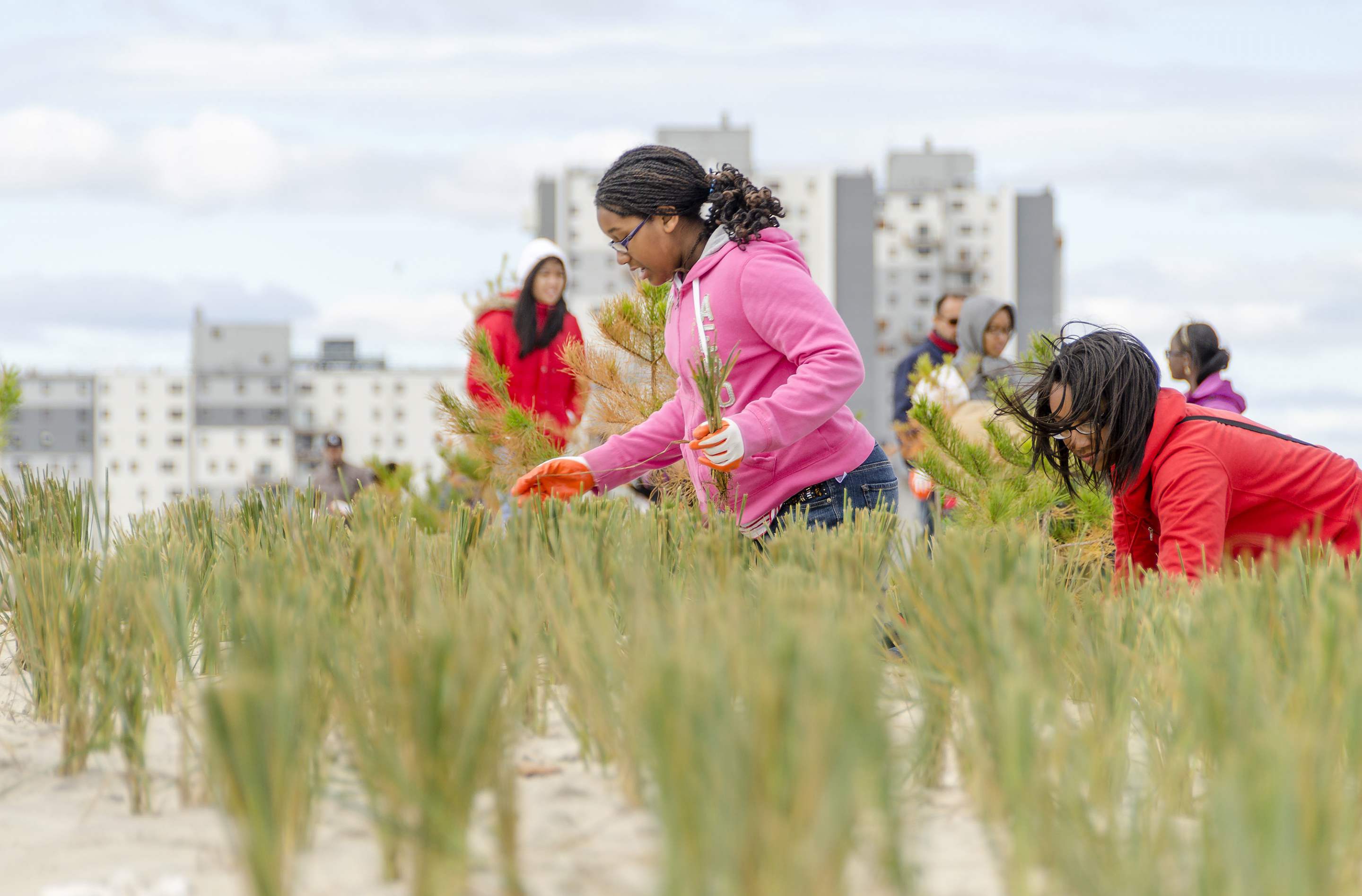 Community Dune Planting preview
