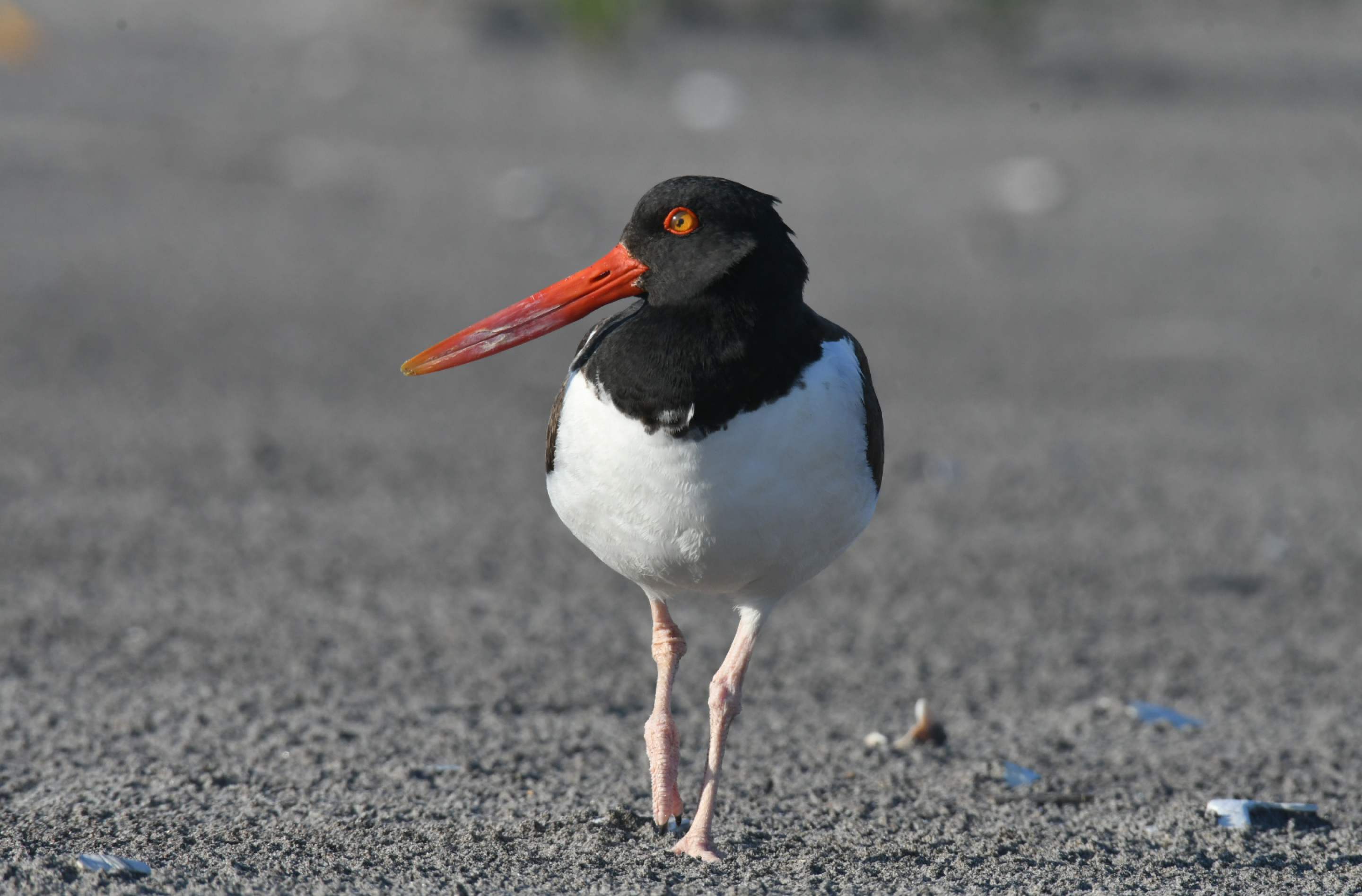 Summer Bird Walk preview