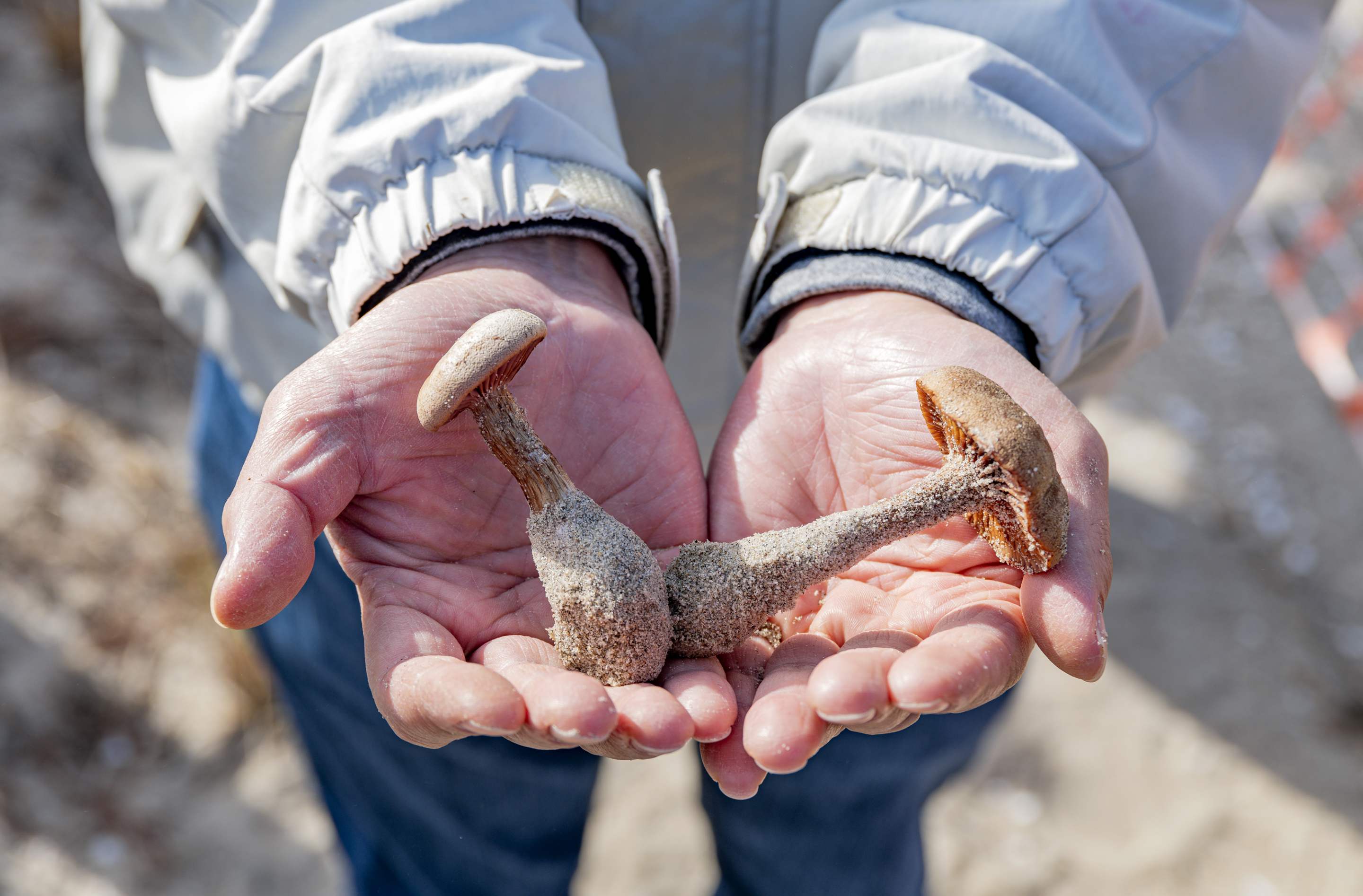 Mother's Day Foraging Tour with "Wildman" Steve Brill preview